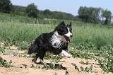 BORDER COLLIE 222